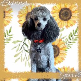 Bunny - Poodle