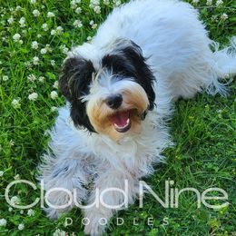 Baker - Double Doodle