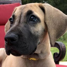 Great Danes from Kozmows Danes