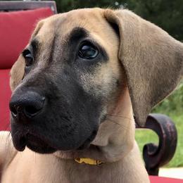 Great Danes from Kozmows Danes