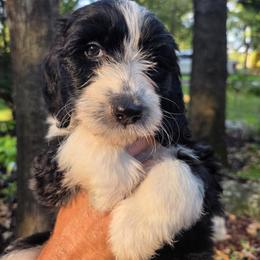 Edith - female Australian Mountain Doodle puppy in Broken Arrow, Oklahoma from Tulsa Australian Mountain Doodles