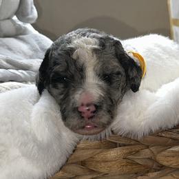Yellow collar - Parti female Goldendoodle puppy in Sanderson, Florida from Serenity Goldendoodles