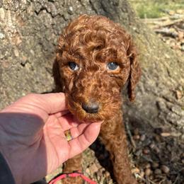 Pink Collar - Red  female Poodle puppy in Henagar, Alabama from Windy Oak Kennels