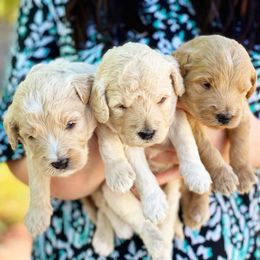 Goldendoodle Puppies from Gulf Coast Mini Doodles