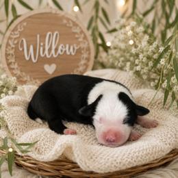 Willow - Black tri female Miniature Australian Shepherd puppy in Paris, Texas from Kuttin’ Up Mini Aussies