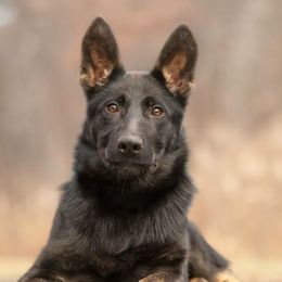 German Shepherds from Zwinger aus dem Nordsternstaat