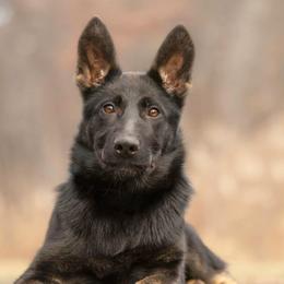German Shepherds from Zwinger aus dem Nordsternstaat