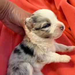 Justice - Blue merle male Miniature Australian Shepherd puppy in Taylor, Arizona from Holy Ghost Ranch, Inc