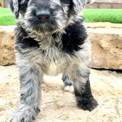 Newfypoo Puppies from Two Sisters Ranch, LLC