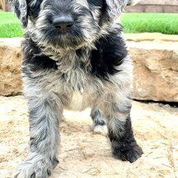 Newfypoo Puppies from Two Sisters Ranch, LLC