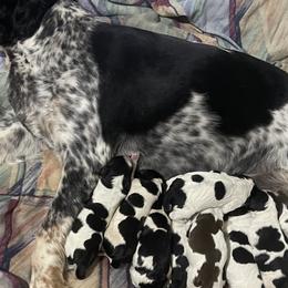 English Springer Spaniels from Cherri Furness