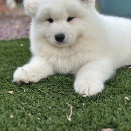 Labrador Retriever and Samoyed Puppies from Carefree Samoyeds & Deserthills Labradors