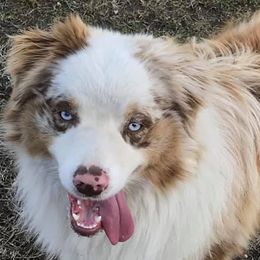 Australian Shepherds, German Shepherds, and Scottish Terriers from Stamper K9’s