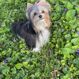 Yorkshire Terrier Puppies from Moonbabies Yorkies