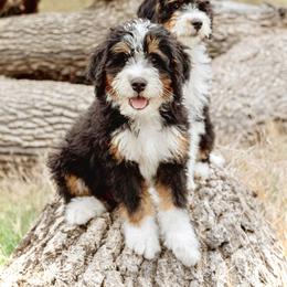 Bernedoodle, Cavapoo, and Goldendoodle Puppies from Blackberry Farm Puppies