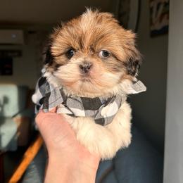 Tony’s black shirt Boy 2 - Tricolor male Shih Tzu puppy in Marion County, Tennessee from Jenkins Puppy Paradise