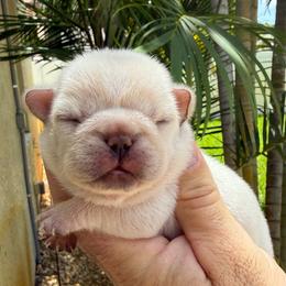 Colette - Cream female French Bulldog puppy in Largo, Florida from Big Daddy Frenchies