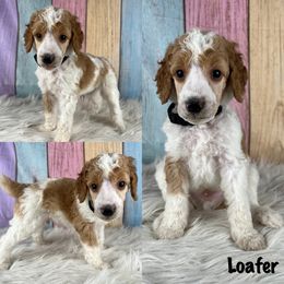 Loafer - Parti Poodle puppy in Swansboro, North Carolina from Monarch Standard Poodles