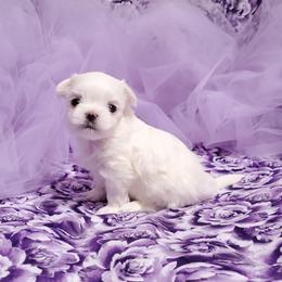 Boy B2 - White male Maltese puppy in Fresno, California from Soua's Pups
