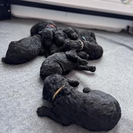 Poodle puppies from Lingo Standard Poodles