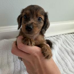 Boy 2 - Dapple male Dachshund puppy in Lancaster, South Carolina from Oakview Kennels