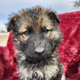 Neo - Sable male German Shepherd puppy in Los Lunas, New Mexico from Mali's German Shepherds