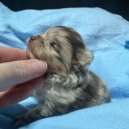 Mousse - Chocolate merle male Pomeranian puppy in Waterloo, Indiana from Garcias Pomeranian