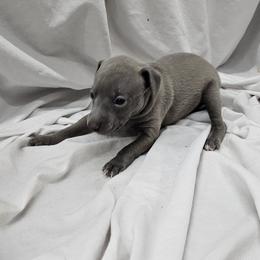Fawn or Light Blue Female - Blue and tan female Italian Greyhound puppy in Newalla, Oklahoma from Heartland Iggys