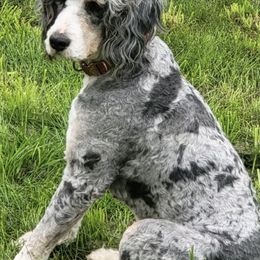 Bernedoodles from Blessed with Doodles
