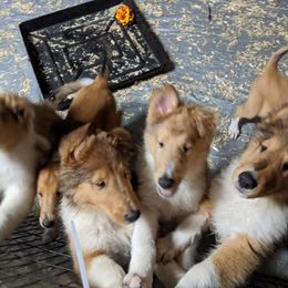 Collie Puppies from Candace Ardizzone's Collies