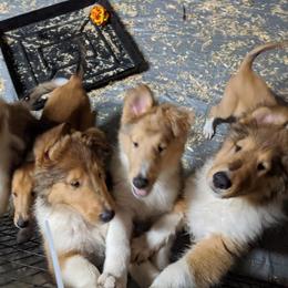 Collie Puppies from Candace Ardizzone's Collies