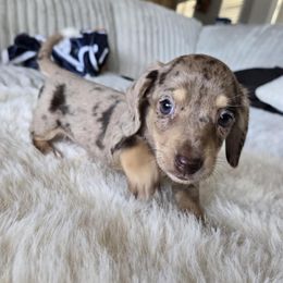 Jamie - Dapple female Dachshund puppy in Price, Utah from Stone Kennels