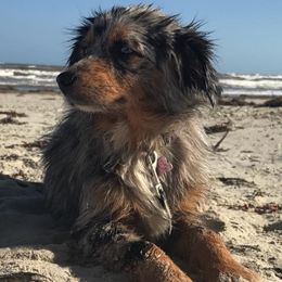 Miniature Australian Shepherds and Toy Australian Shepherds from My Little Aussie