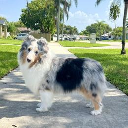 Mogul - Blue merle white and tan male Shetland Sheepdog puppy in Davie, Florida from Enclave