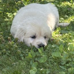Golden Retriever Puppies from Avalon English Retrievers