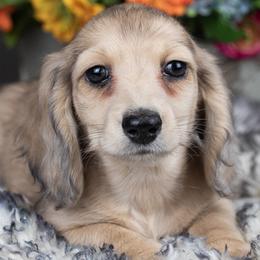Brady - Piebald male Dachshund puppy in Barnesville, Pennsylvania from Dachsy