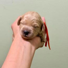 Orange collar boy - Apricot male Goldendoodle puppy in Dupont, Washington from Willow Tree Doodles