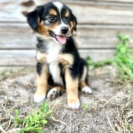 Jet - Black tri male Miniature Australian Shepherd puppy in Saint Cloud, Florida from Dirty Paws