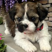 Layla - Gold and white female Cavatzu puppy in Oklahoma from Rocky Oak Cavaliers & Biewer Terriers LLC