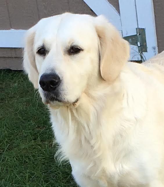 INGOLD Retrievers in Indiana Golden Retriever puppies Good Dog