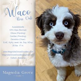 Waco - Aussiedoodle