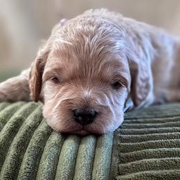 Sally - Apricot female Cavapoo puppy in Casa Grande, Arizona from Curls and Camo Pups