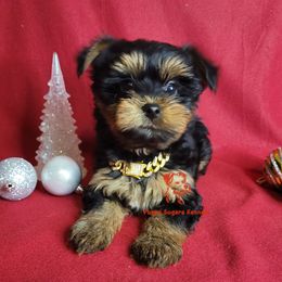 Muffin - Black and tan female Yorkshire Terrier puppy in Fairhope, Alabama from Puppy Sugars Kennels