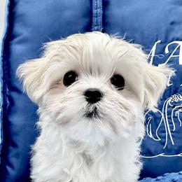 Bella Dolce Maltese boy Quinn - White male Maltese puppy in Phoenix, Arizona from Bella Dolce Maltese