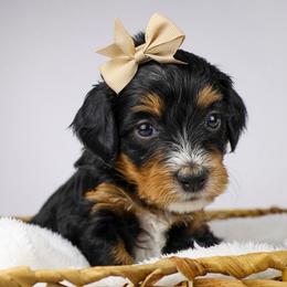 Priya (red collar) - Tri-color female Bernedoodle puppy in Lehi, Utah from Heart J Bernedoodles
