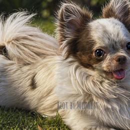 Riot - Chihuahua