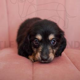 Tori Burch - Cream female Dachshund puppy in Temecula, California from Naomi Magee's Dachshund Kennel