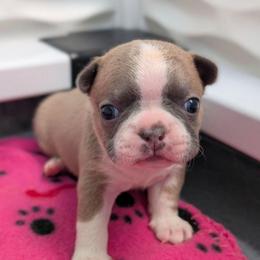 Blue Fawn Boy 1 - Blue male Boston Terrier puppy in Oak Hills, California from All American Boston Terriers