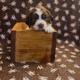Hazel - Liver white and tan female English Springer Spaniel puppy in Braidwood, Illinois from A & R Springers