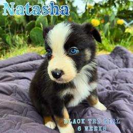 Natasha - Black tri-color female Australian Shepherd puppy in Abilene, Texas from S&K Aussies N' Rotties